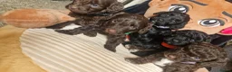 Cockapoo dogs for sale: 🐾💕 BEAUTIFUL COCKAPOOIES  💕🐾 - Advert 1
