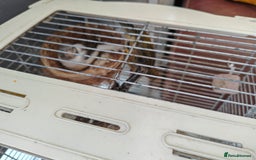 Canaries birds for sale: 13 Mixed Male/ Female Canaries in diffrent colours - Image 3