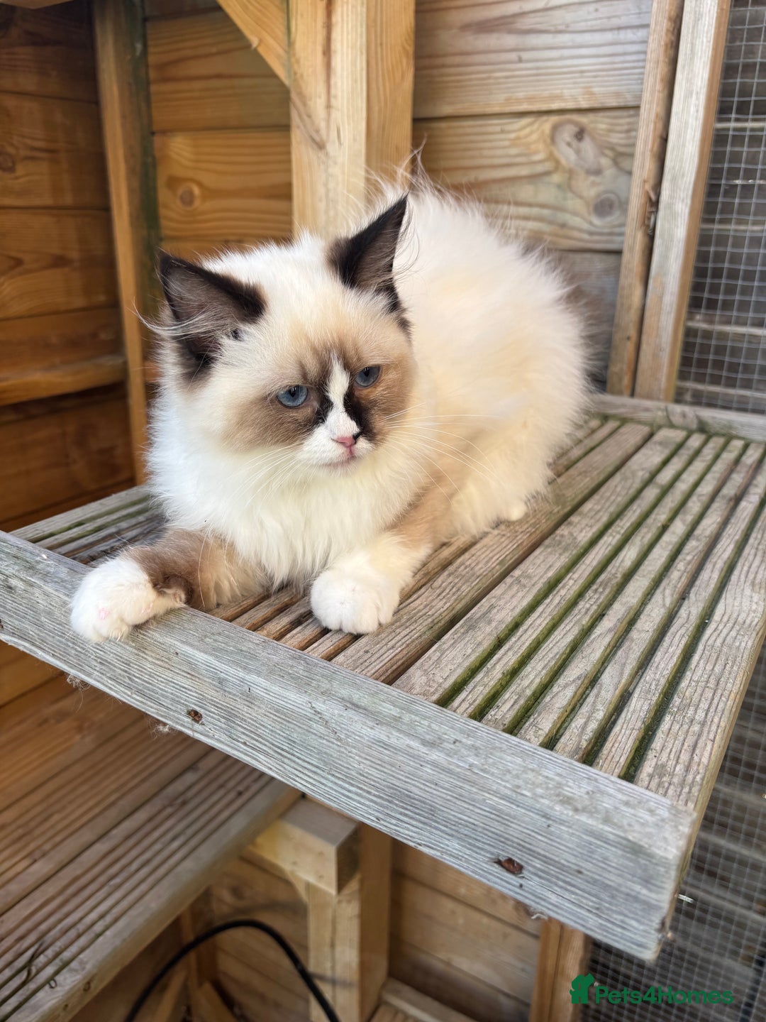Ragdoll cats for sale: Stunning gccf sealMitted girl really fluffy  - Image 2