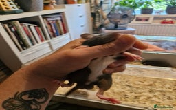 Rat rodents for sale: 4 beautiful Male Rats - Image 5