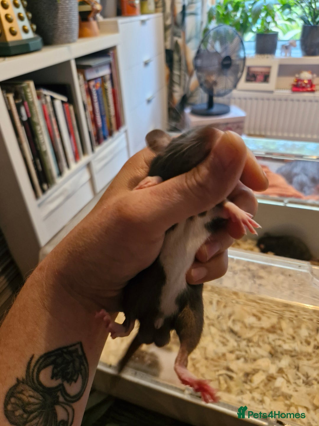 Rat rodents for sale: 4 beautiful Male Rats - Image 5