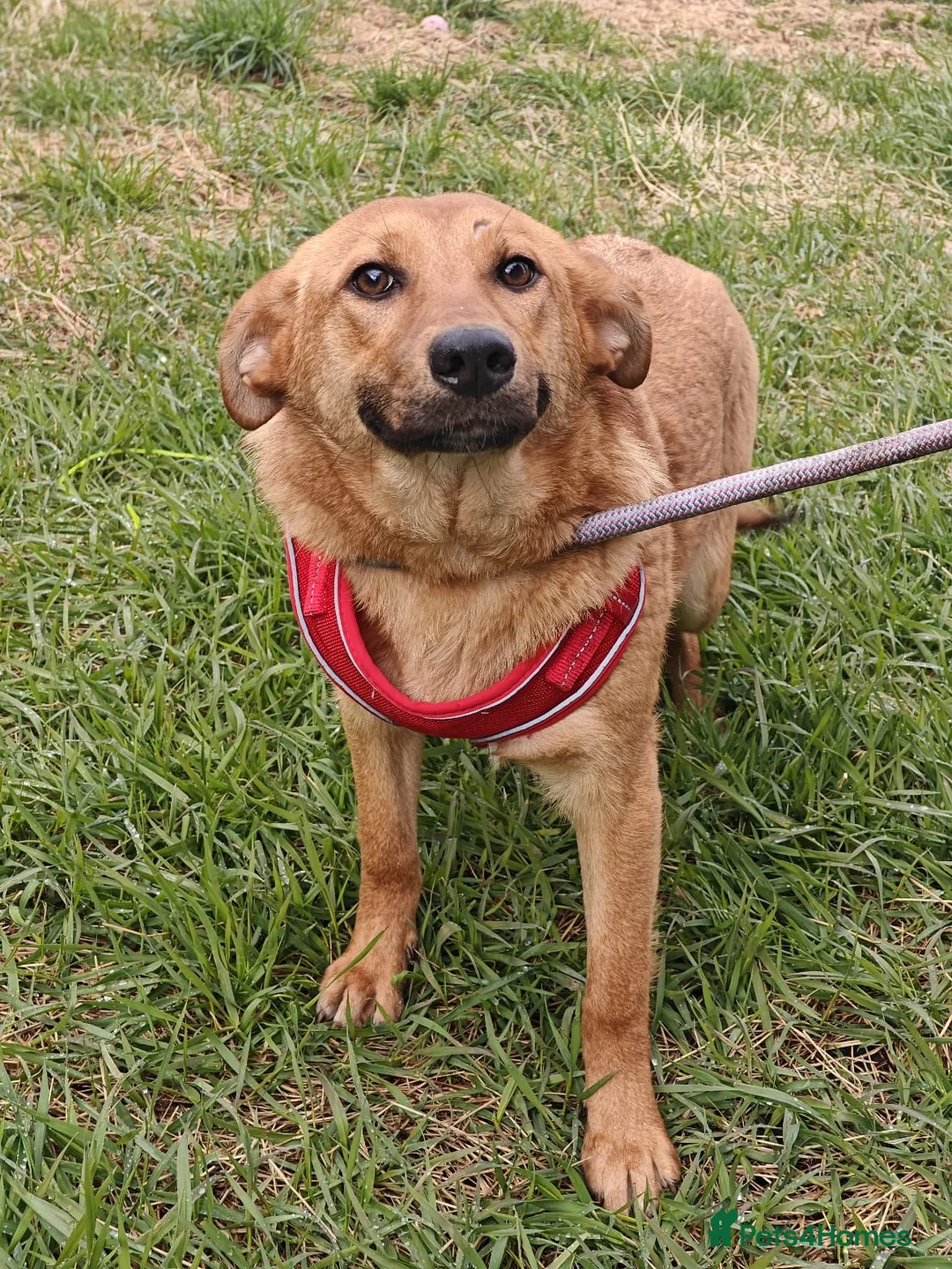 Mixed Breed dogs for adoption: ❤️🐶 YARA – GENTLE, EASY, JUST LOVELY TO LIVE WITH in Burton-on-Trent - Advert 2