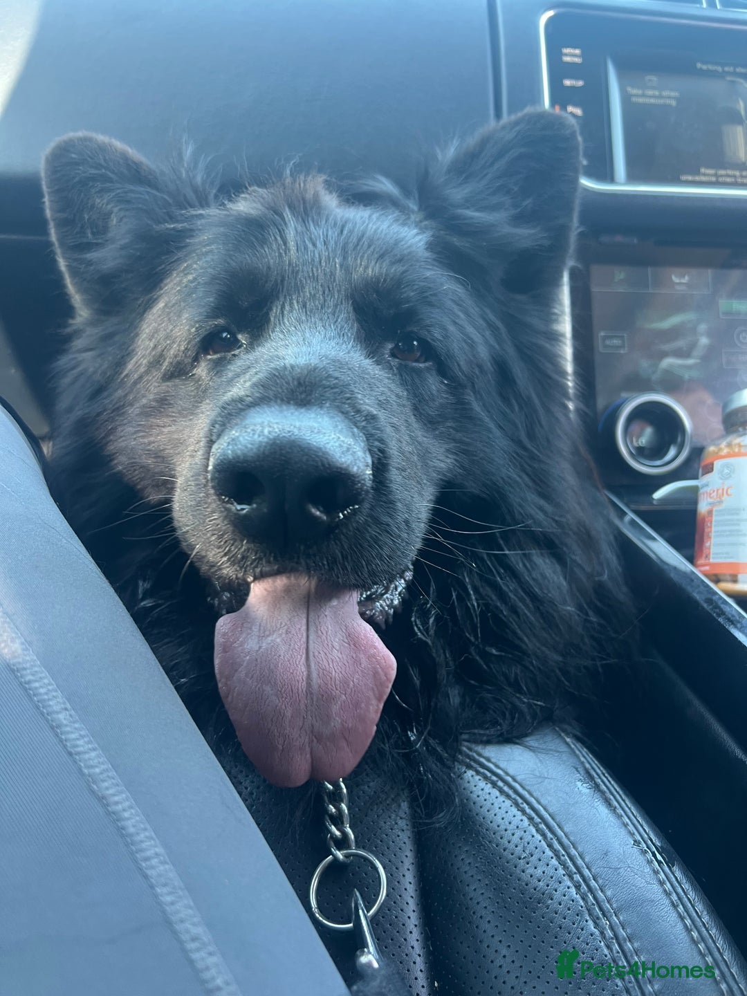 German Shepherd dogs for stud: Russian Import Jet Black German Shepherd for Stud - Advert 4