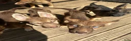 Shepsky dogs for sale: Stunning multi-coloured eyed puppies - Advert 21
