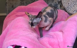 Sphynx cats for sale: ** Glittery Blue/Cream Torti Sphynx Girl ** - Image 10