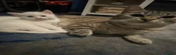 Bengal cats for sale: Gorgeous male bengal kitten - Advert 11
