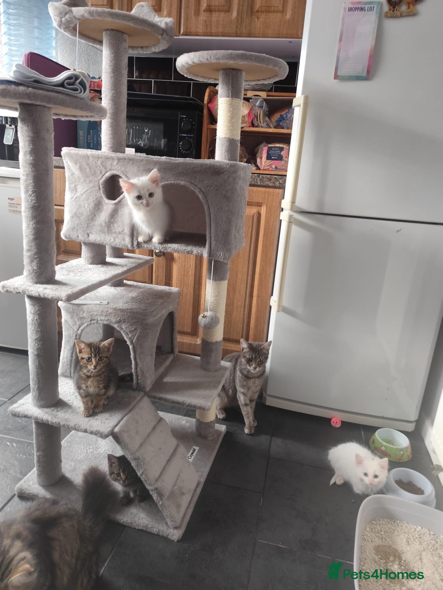 Mixed Breed cats for sale: 🐾 Beautiful Kittens Looking for Loving Homes! 🐾 - Advert 1