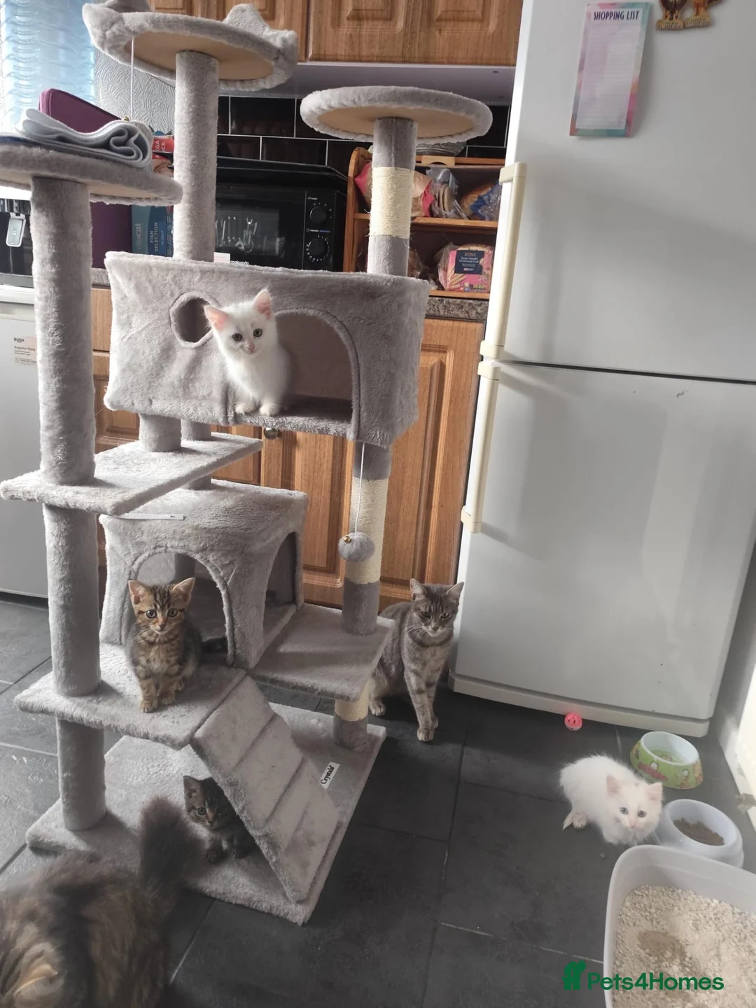Mixed Breed cats for sale: 🐾 Beautiful Kittens Looking for Loving Homes! 🐾 in Birmingham - Advert 1