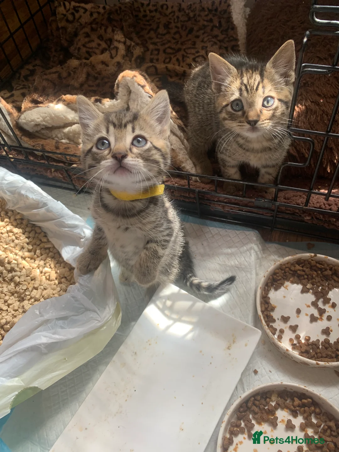 Mixed Breed cats for sale: Bengal kittens  in Huntingdon - Advert 18