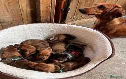 Dachshund dogs for sale: Beautiful Dachshund Puppies 🤩 - Image 7