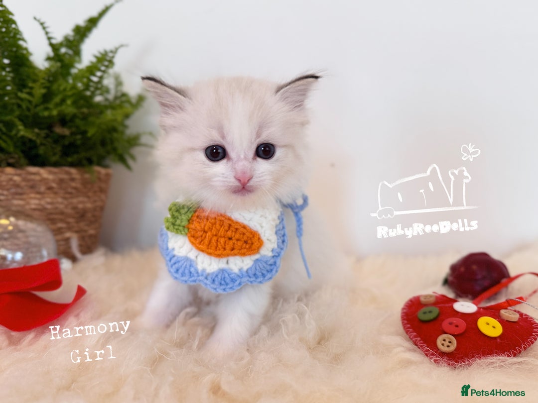 Ragdoll cats for sale: 🌟DNA Test🏆GCCF/TICA Championship Ragdoll Kitten - Advert 7