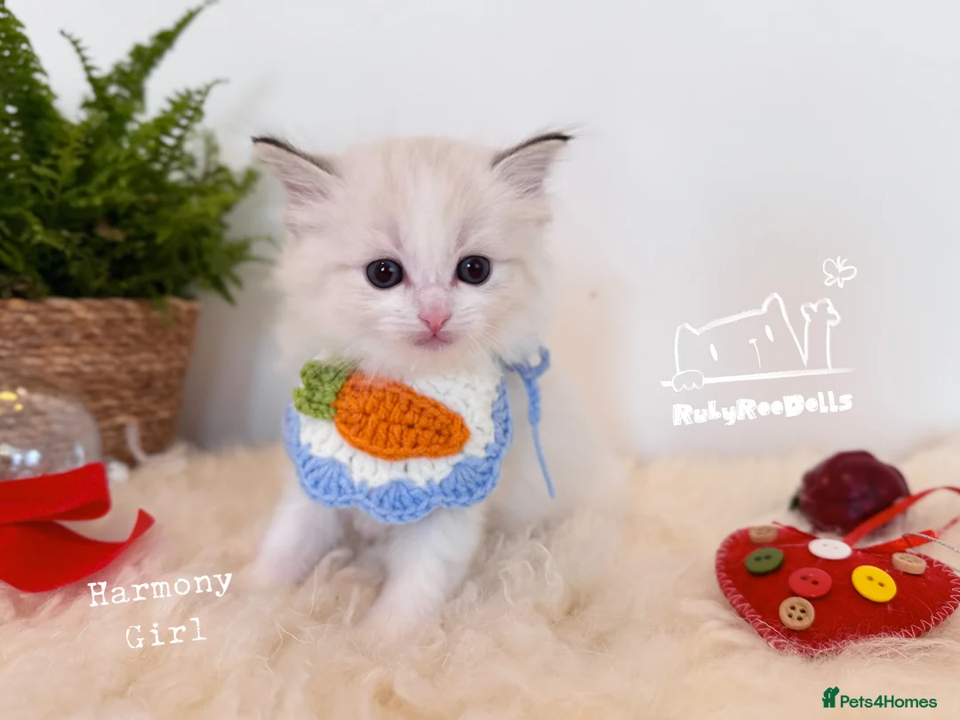 Ragdoll cats for sale: 🌟Waiting List Open🏆GCCF/TICA DNA Tested Ragdoll  - Advert 7