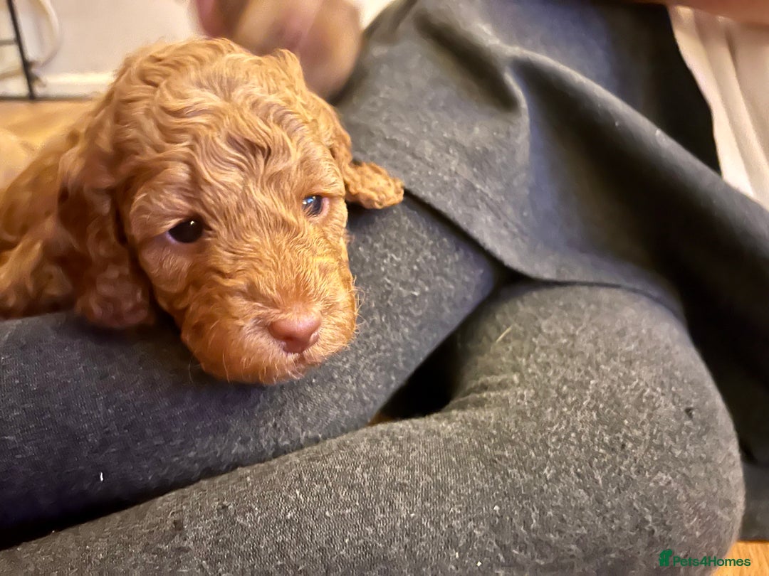 Cockapoo dogs for sale: Beautiful F2 Cockapoos - 5 boys left  - Advert 18