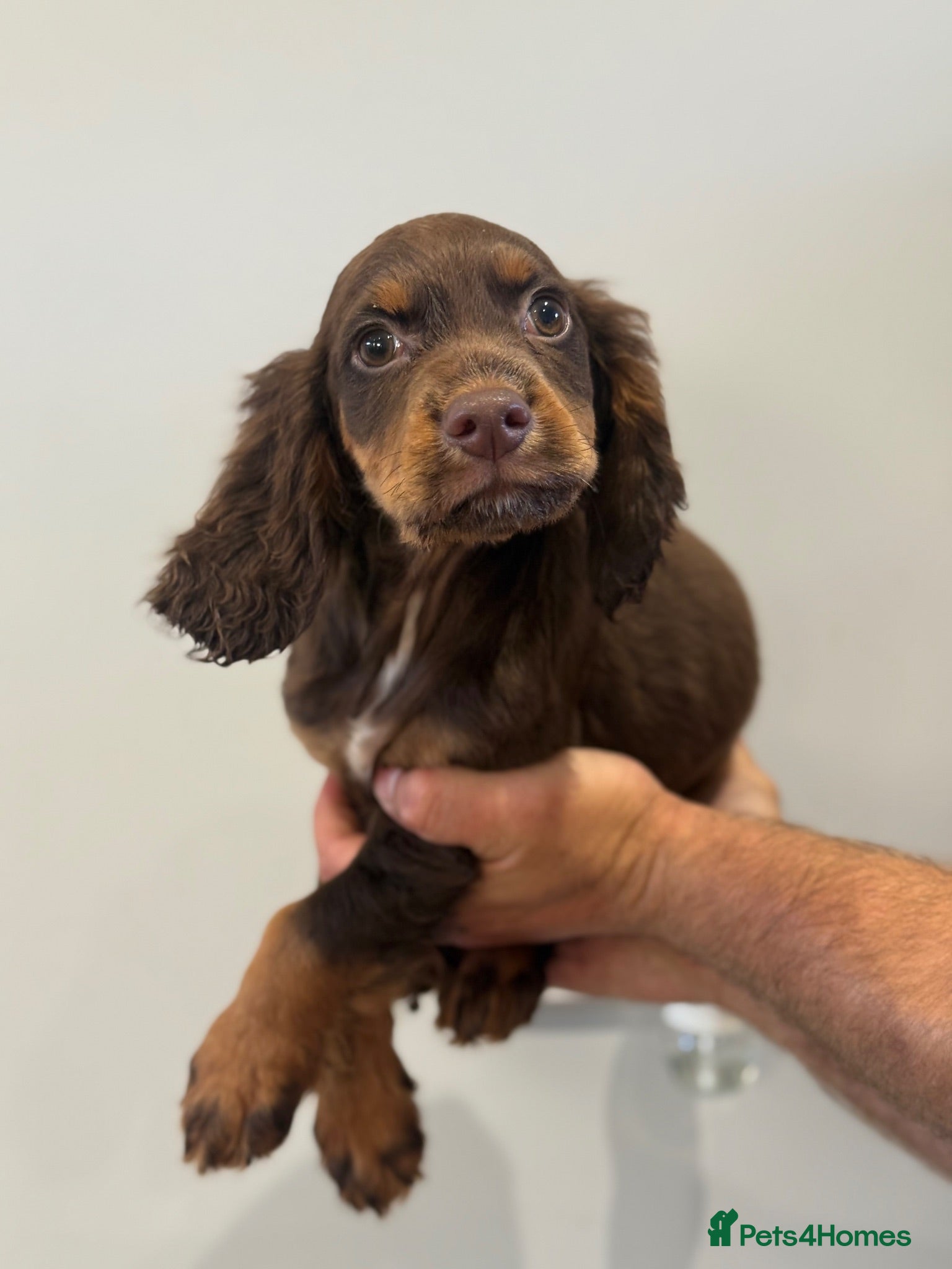 Cocker Spaniel dogs  Cocker spaniel puppys - Advert 1