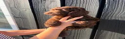 Cockapoo dogs for sale: ✨Ready now ✨ F1B Cockapoo Puppies 4 Left  - Advert 36