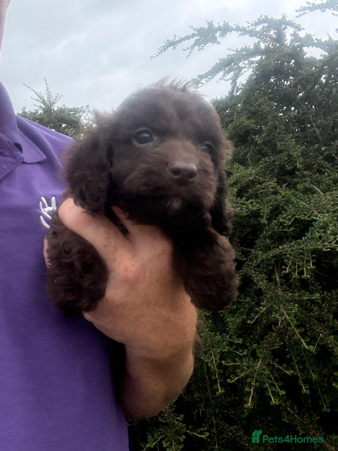 Cockapoo dogs for sale: Ready Now - Chocolate Cockapoo girls  - Advert 13