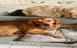Golden Retriever dogs for sale: Rare & wonderful petite golden retrievers - Image 8