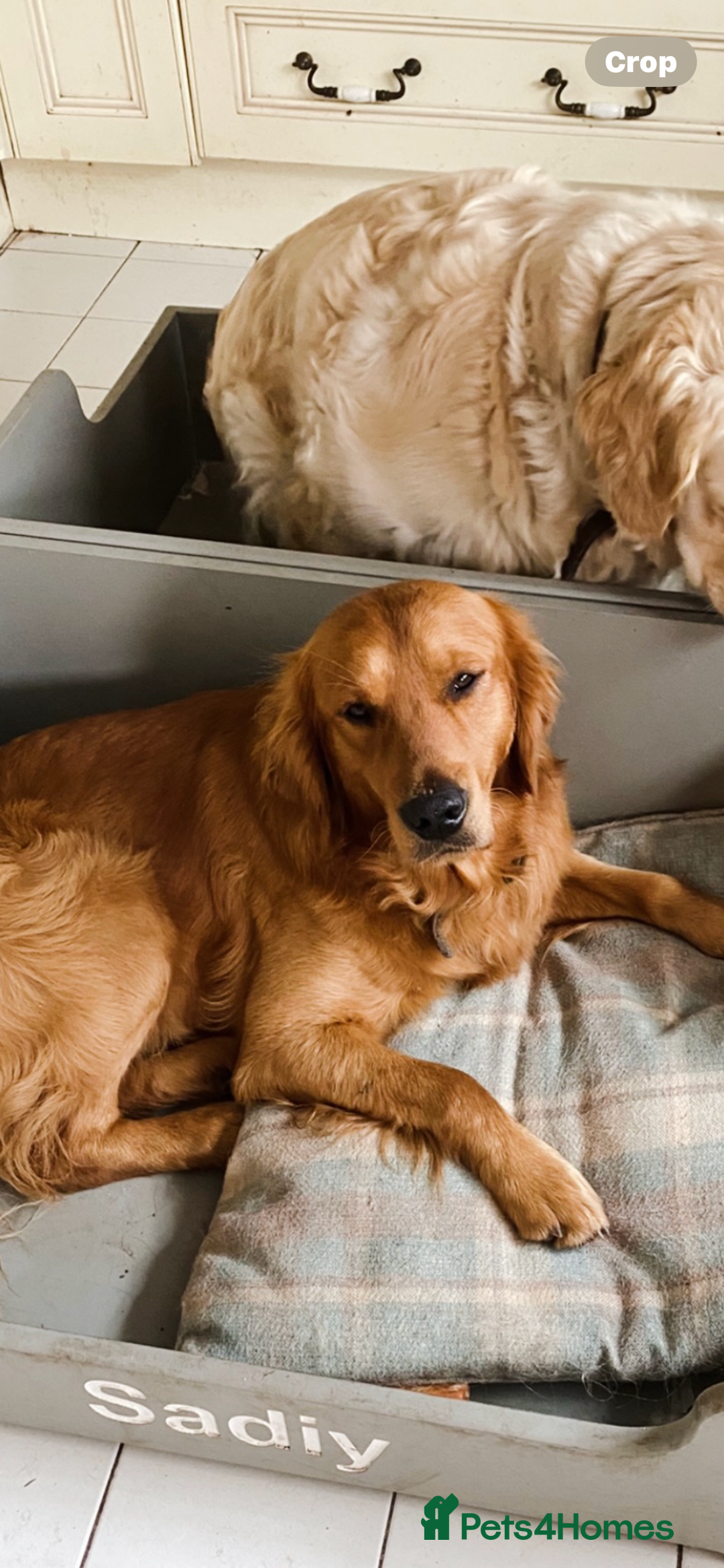 Golden Retriever dogs for sale: Rare & wonderful petite golden retrievers - Image 8