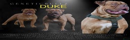 Olde English Bulldogge dogs for stud: PROVEN OLDE ENGLISH BULLDOGGE HIP AND ELBOW TESTED in Leeds - Advert 1