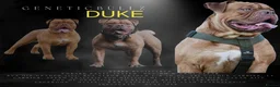 Olde English Bulldogge dogs for stud: PROVEN OLDE ENGLISH BULLDOGGE HIP AND ELBOW TESTED in Leeds - Advert 1
