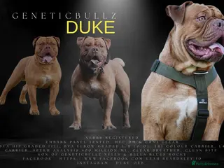 Olde English Bulldogge dogs PROVEN OLDE ENGLISH BULLDOGGE HIP AND ELBOW TESTED - Advert 5