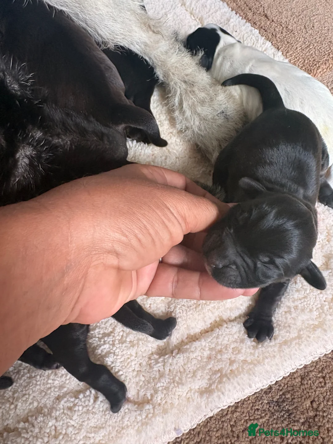 Patterdale Terrier dogs for sale: Puppies - Advert 6