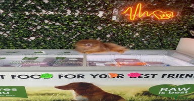 Pomeranian dogs - Advert 11