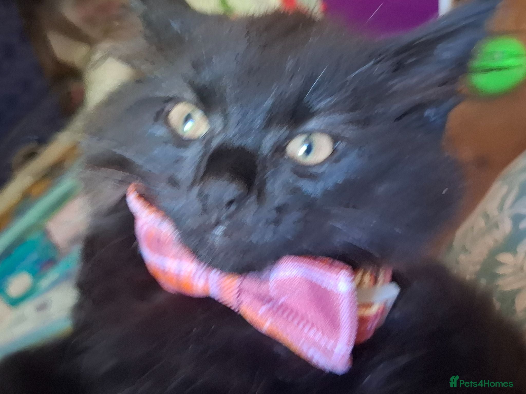 Mixed Breed cats Lovely Kittens 😻 - Advert 2