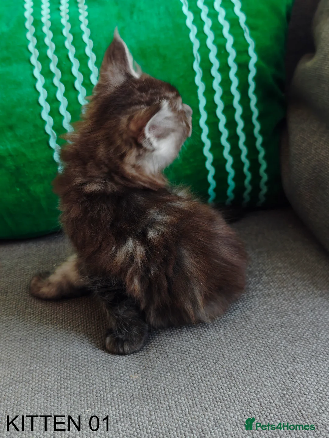 Maine Coon cats for sale: PURE BREED MAINE COON KITTENS READY EARLY MARCH - Advert 6