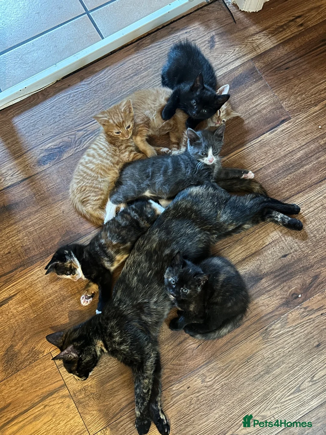 Mixed Breed cats for sale: Three Beautiful Female Kittens for sale - Advert 2