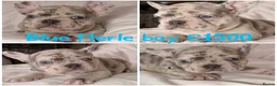 French Bulldog dogs for sale: Reduced to £1250. 1 boy 2 girls left - Advert 31