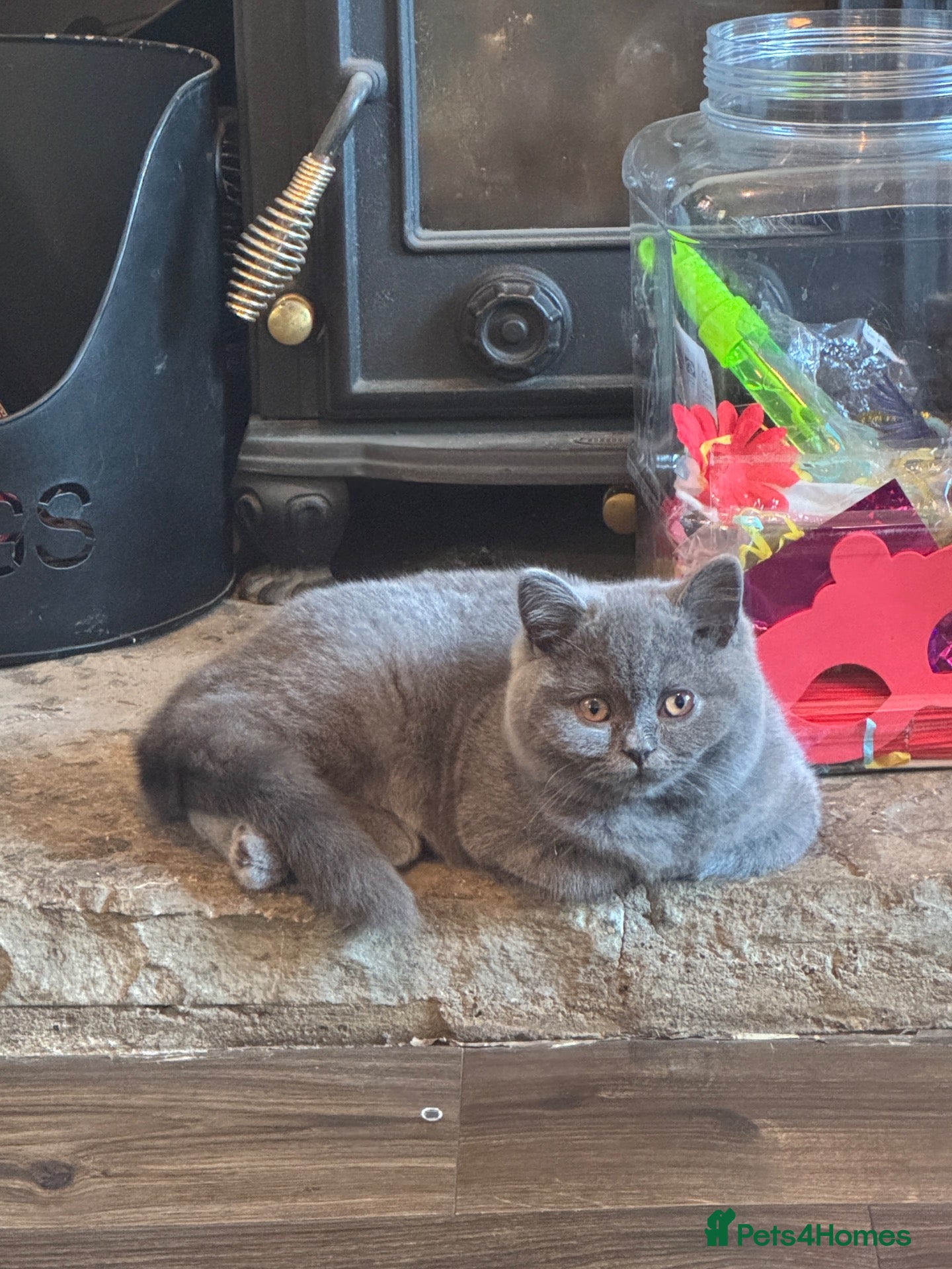 British Shorthair cats Stunning British Shorthair Kittens - Advert 1