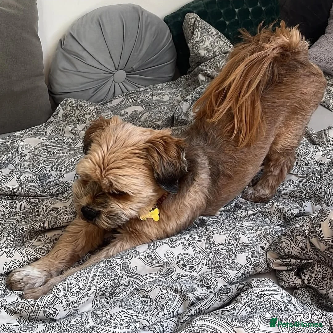 Lhasa Apso dogs for sale: Lhasa Apso boy  - Advert 2