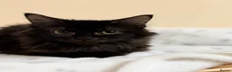 Mixed Breed cats for sale: MAINE COON X RAGDOLL ‘’Ragcoon’’ CHOCOLATE SMOKEY - Advert 6