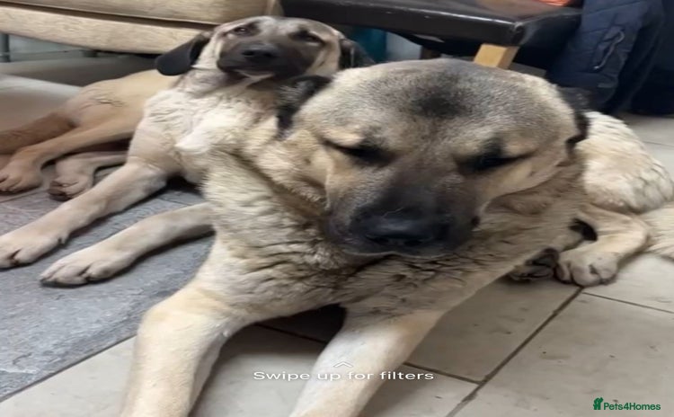 Turkish Kangal dogs - Advert 1