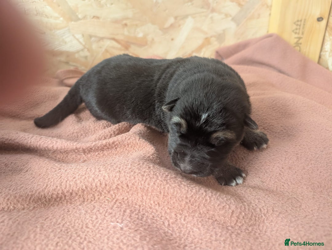 German Shepherd dogs for sale: 2 KC registered German Shepherd puppies for sale in Ellon - Image 8