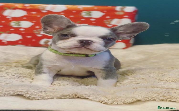 French Bulldog dogs 4 left! French bulldogs READY TO GO! - Advert 3