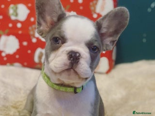 French Bulldog dogs 4 left! French bulldogs READY TO GO! - Advert 3