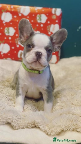 French Bulldog dogs 4 left! French bulldogs READY TO GO! - Advert 3