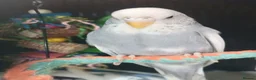Budgerigars birds for sale: Outstanding pet baby budgies priced from £40 - Advert 18
