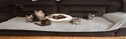 Siberian cats for sale: Pedigree Siberian Kittens from Tunguska House - Advert 13