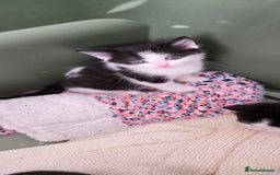 Mixed Breed cats for sale: Adorable Black & White Kittens - Image 7