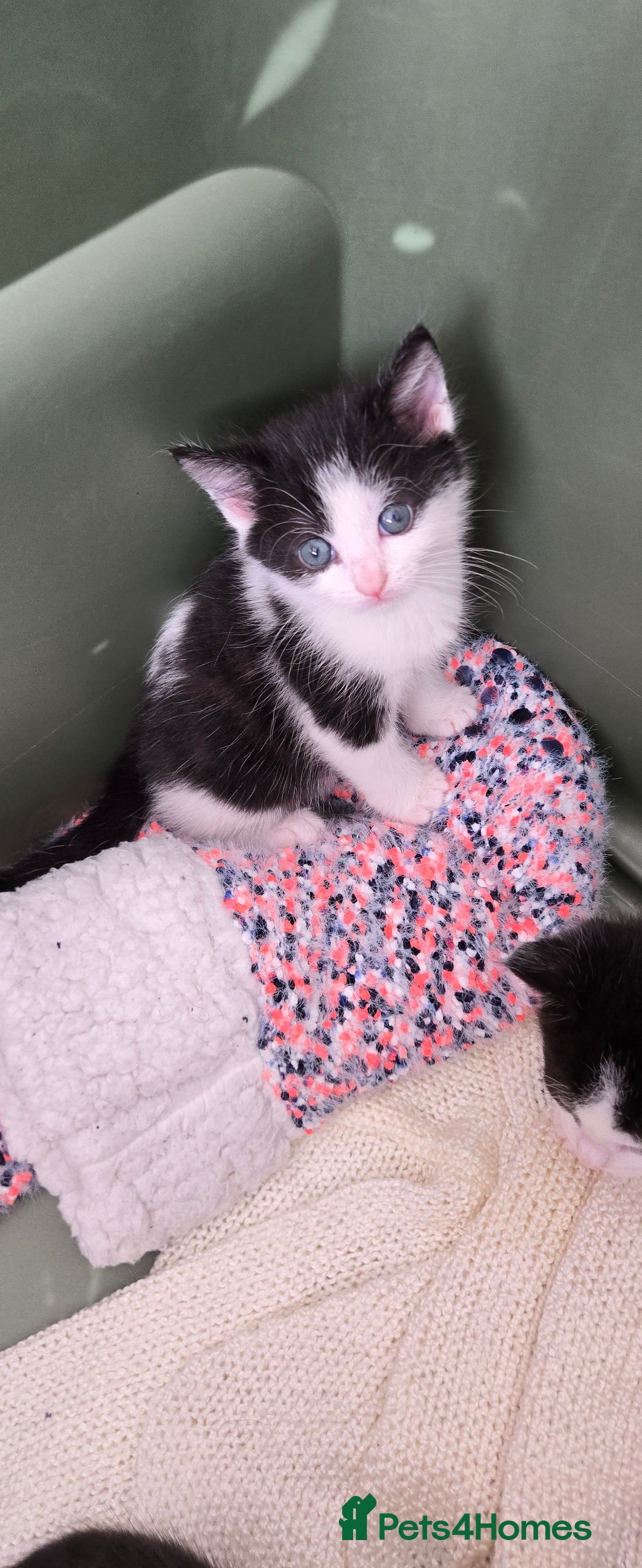 Mixed Breed cats for sale: Adorable Black & White Kittens - Image 7