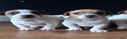 Jack Russell dogs for sale: 🐶 Beautiful Jack Russell Puppy for Sale 🐶 - Advert 21
