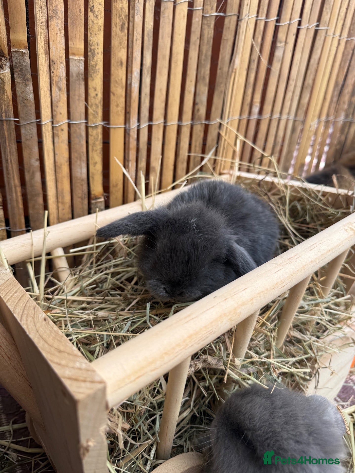 Mini Lop rabbits 1 x Pure Mini Lop Buck left 🩶 - Advert 1