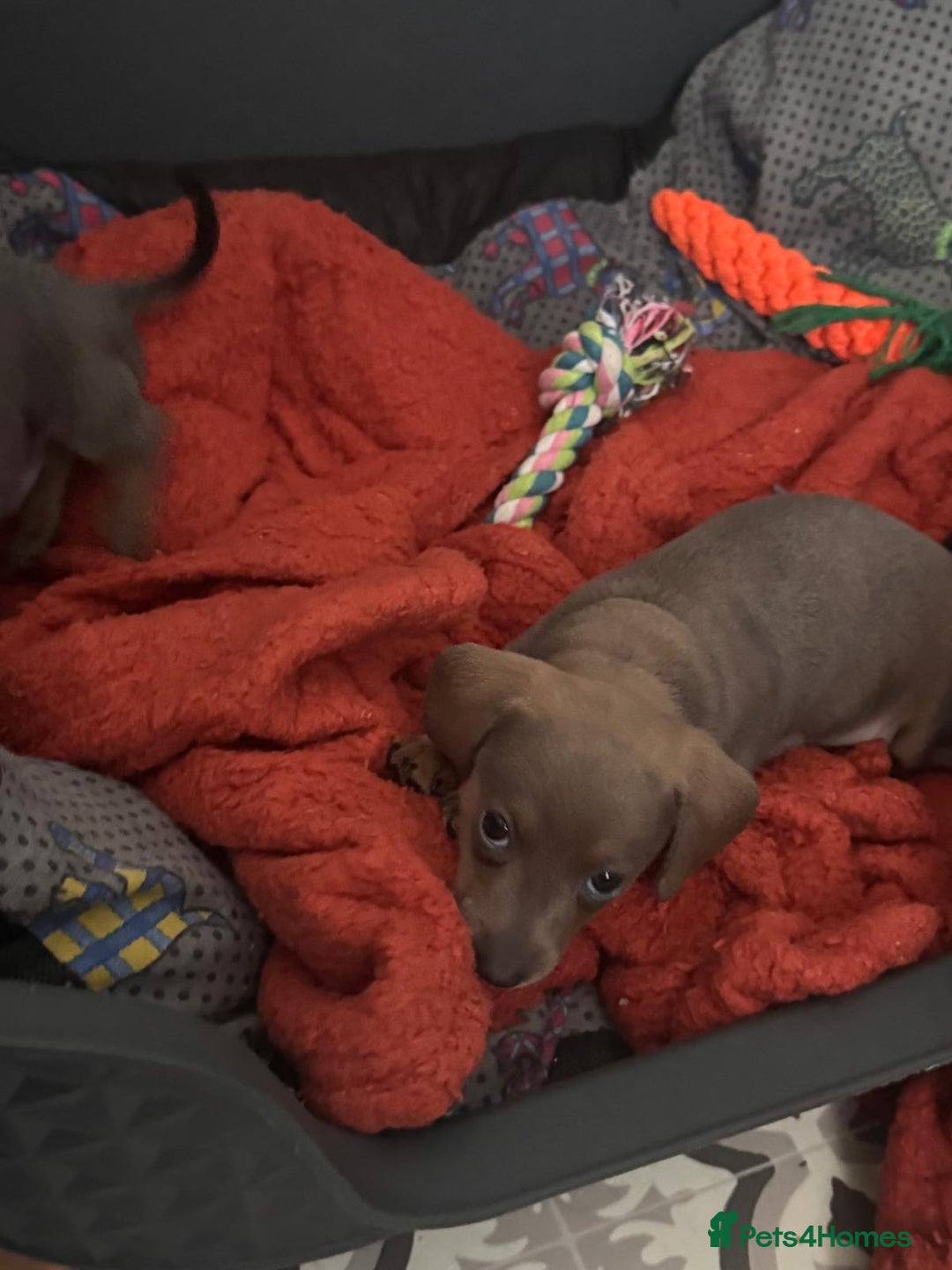 Dachshund dogs for sale: 3 female miniature dashounds  - Image 6