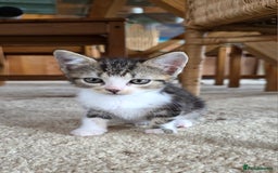 Domestic Shorthair cats for sale: Four sweet little flufflets - Image 5