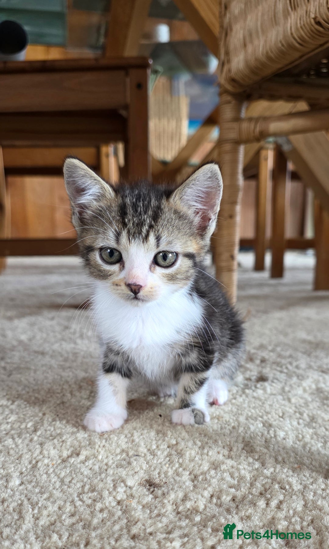 Domestic Shorthair cats for sale: Four sweet little flufflets - Image 5
