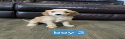 Cockapoo dogs for sale: Adorable F1 Cockapoo pups ♥️🐕🐾 in Bury Saint Edmunds - Advert 27