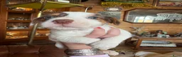 Jack Russell dogs for sale: Jack Russell puppies - Advert 12